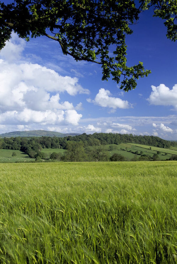 A close view of a field of barley blowing in the wind on Wilderhope Manor Farm